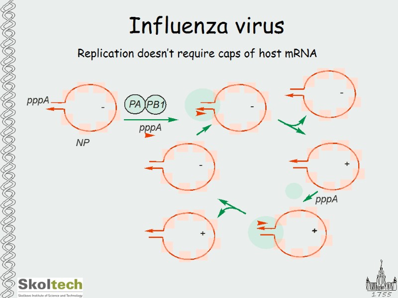Influenza virus Replication doesn’t require caps of host mRNA
